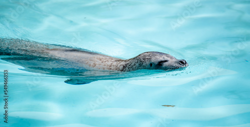 Harbor seal (Phoca vitulina) swimming in a crystal clear pool