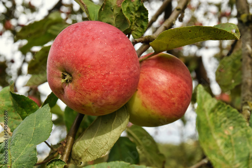 Apples on the tree