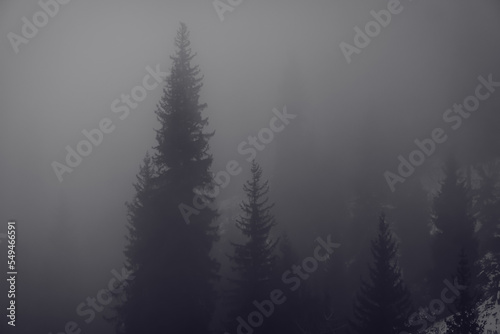 mountain high pines in the fog