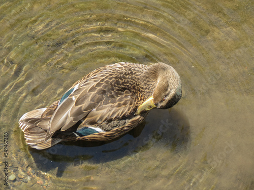 mallard wild duck scient. name Anas platyrhynchos bird animal
