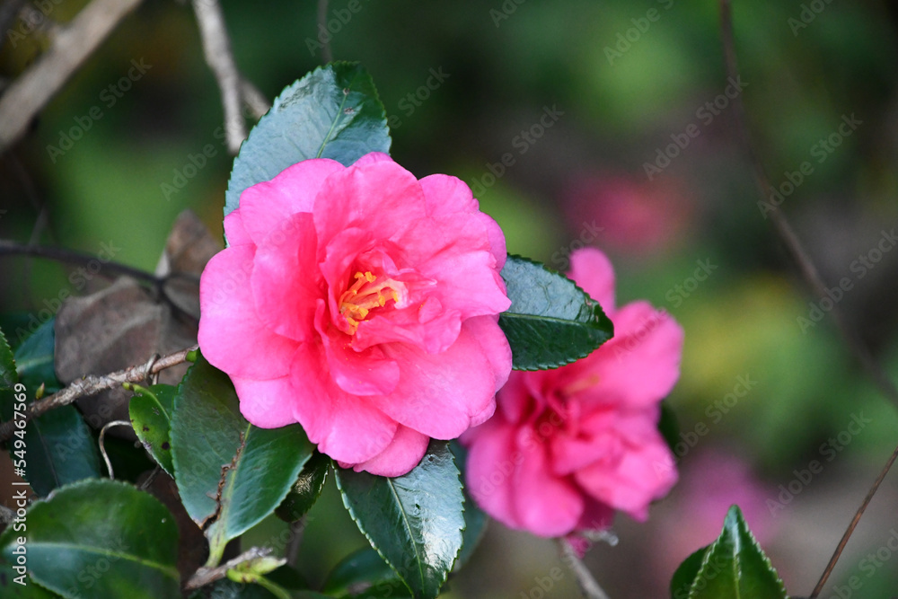 Fototapeta premium サザンカ Sasanqua camellia