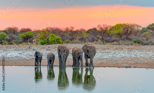 Photography A group of elephant families go to the water's edge for a drink - African elepha