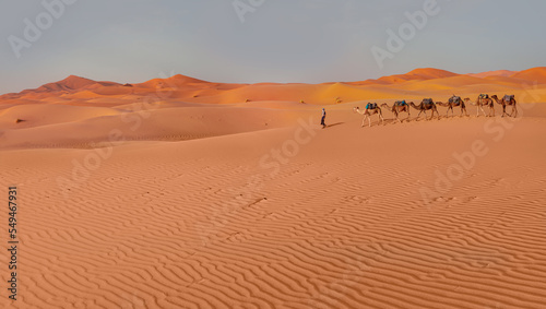 Camel caravan in the desert at sunrise - Sahara, Morrocco