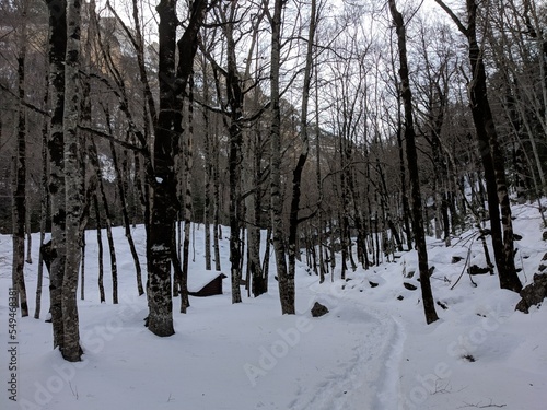 Winter landscape with a view of a snowy mountain.
