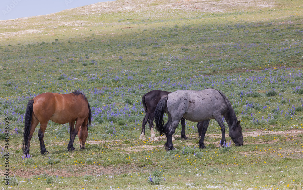 Wild Horses in the Pryor Mountains Montana in Summer Wild Horses in the Pryor Mountains Montana in Summer