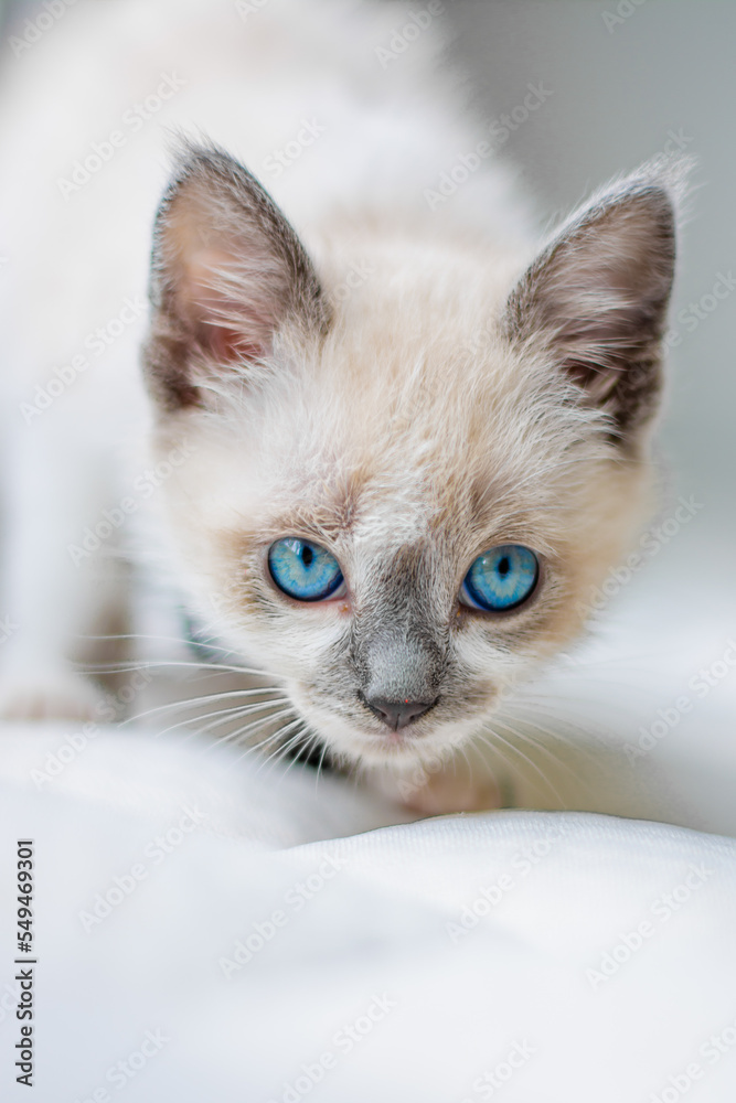 light colored cat with blue eyes