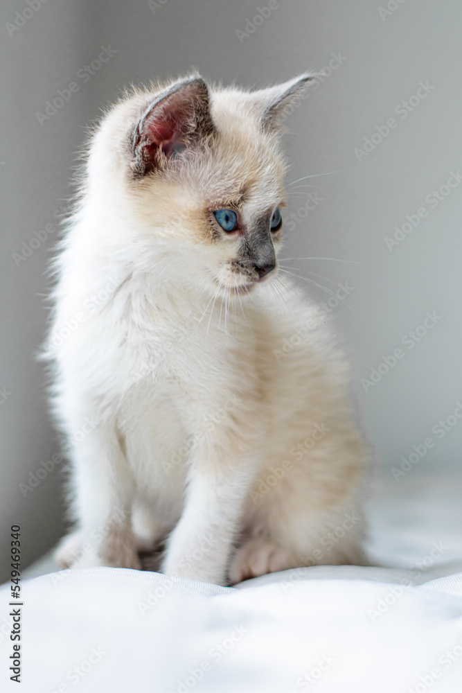 light colored cat with blue eyes light colored cat with blue eyes
