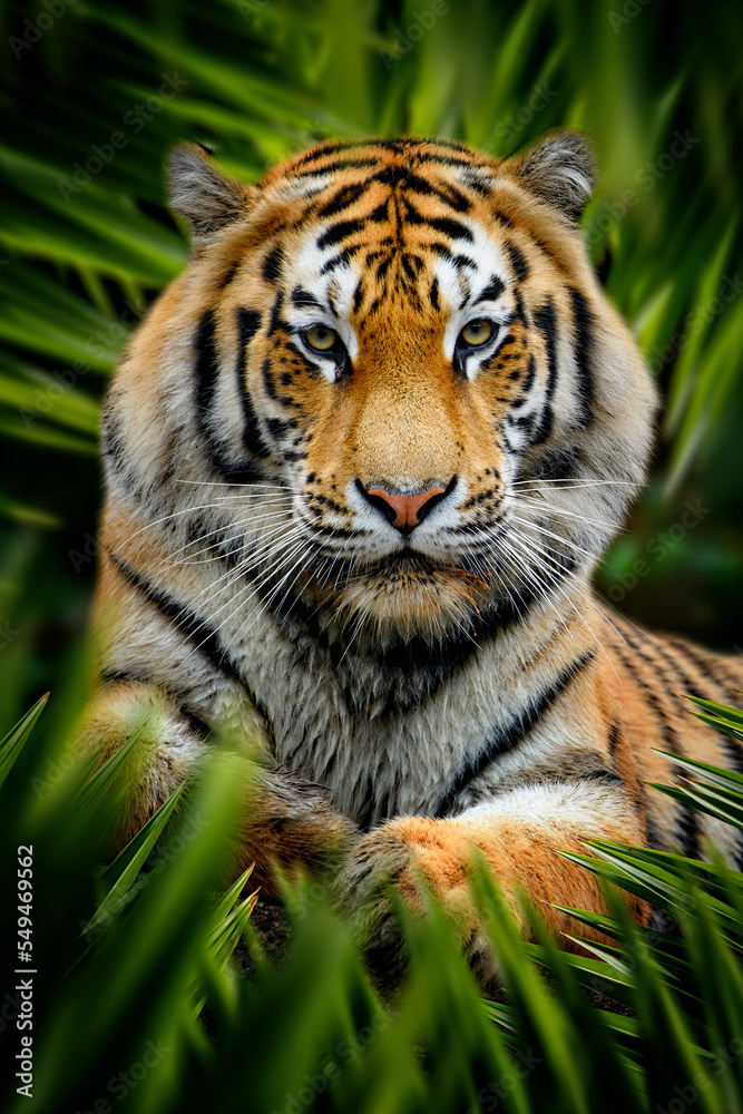 Fototapeta premium Tiger lurking in the leaves in the jungle