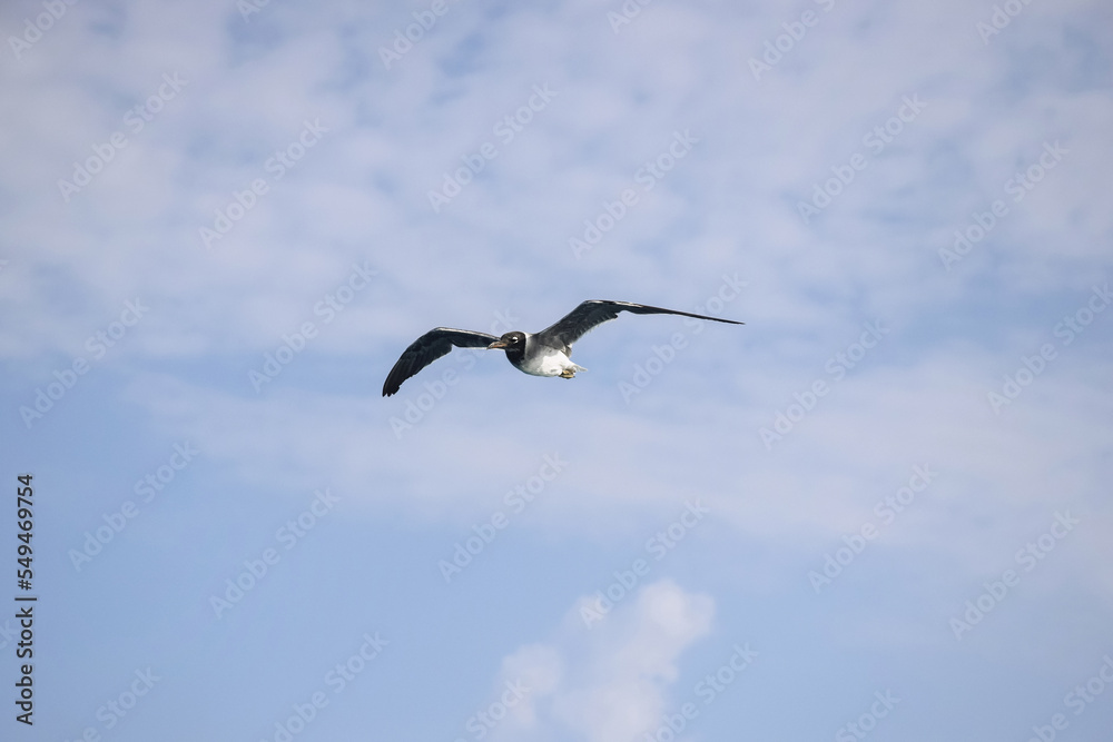 Large white seagull flies in blue sky with clouds, freedom in wild. Copy space. Selective focus. Large white seagull flies in blue sky with clouds, freedom in wild. Copy space. Selective focus.