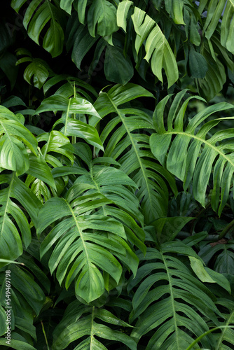 Fototapeta Naklejka Na Ścianę i Meble -  Philodendron plant grow in rain forest