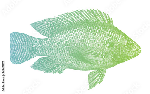 Nile tilapia oreochromis niloticus, tropical freshwater fish in side view photo