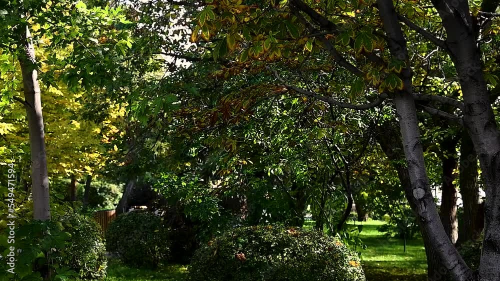 Autumnal scenic nature foliage background