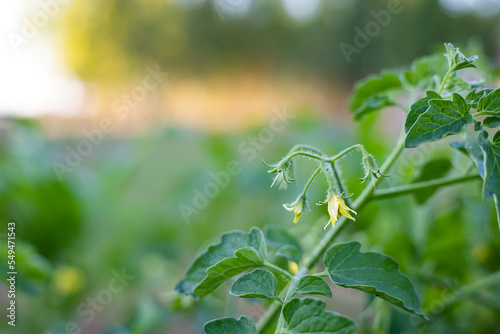 Blooming tomato plants ready to produce