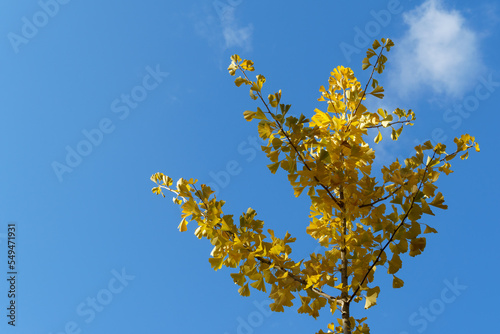 Ginkgo tree (Ginkgo biloba), known as ginkgo or gingko with yellow and gold leaves against blue sky. Golden foliage for nature concept