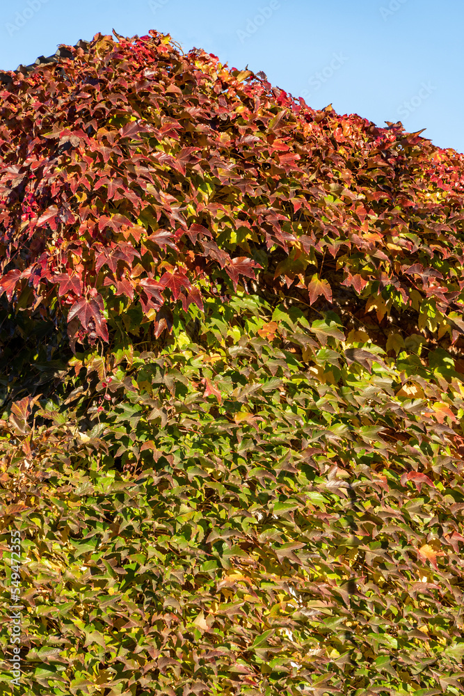 Close-up of red and golden colorful Parthenocissus tricuspidata 'Veitchii' or boston ivy. Grape ivy, Japanese ivy or Japanese creeper leaves covered wall as natural background. Close-up of red and golden colorful Parthenocissus tricuspidata 'Veitchii' or boston ivy. Grape ivy, Japanese ivy or Japanese creeper leaves covered wall as natural background.