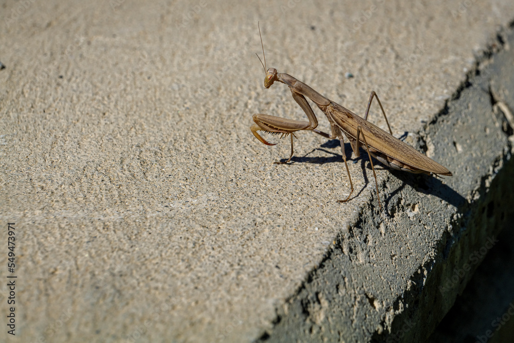 Grassy park view on a sunny day. High-quality photo