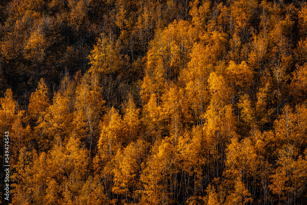 Fototapeta premium Parc du pilat en France à l'automne
