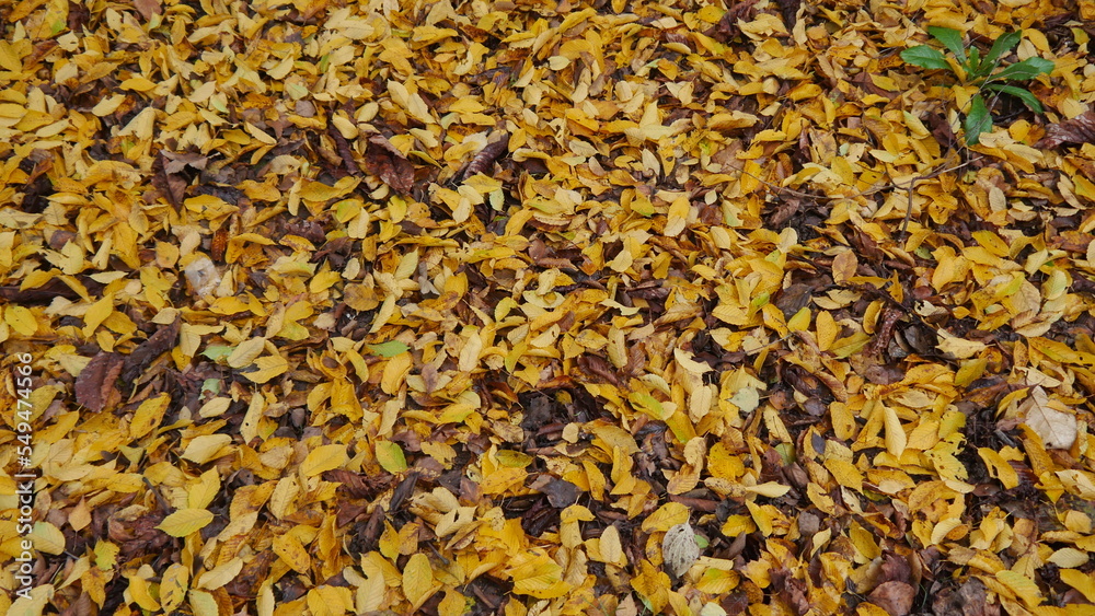 Tapis de feuilles ou sol couvert par des feuilles mortes, de toutes les couleurs, orange, jaune, marron, rouge, plus ou moins mouillé, début saison automne, ciel gris et nuageux
