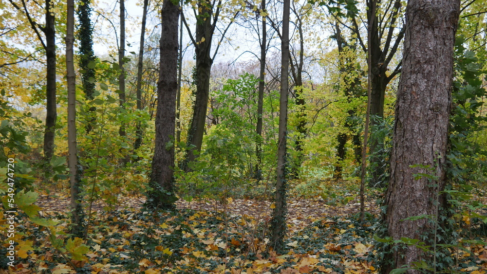 Plaine avec des arbres d'automne, aux feuillages à couleur différente, ciel gris et nuageux, vide et vaste, marche dans une nature tranquille