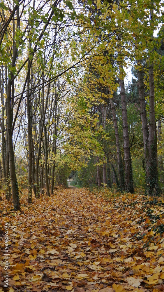 Chemin en terre mouillé, plus ou moins couvert par un tapis de feuilles mortes de toutes les couleurs, début saison automne, ciel gris et nuageux, balade naturelle tranquille