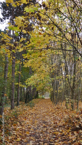 Chemin en terre mouill    plus ou moins couvert par un tapis de feuilles mortes de toutes les couleurs  d  but saison automne  ciel gris et nuageux  balade naturelle tranquille