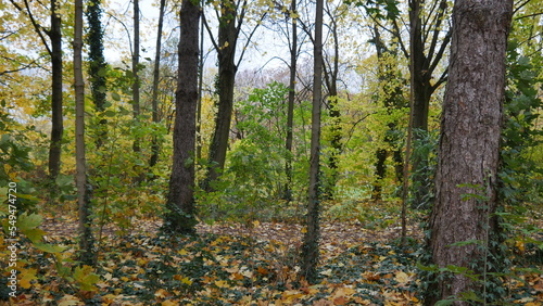 Plaine avec des arbres d'automne, aux feuillages à couleur différente, ciel gris et nuageux, vide et vaste, marche dans une nature tranquille