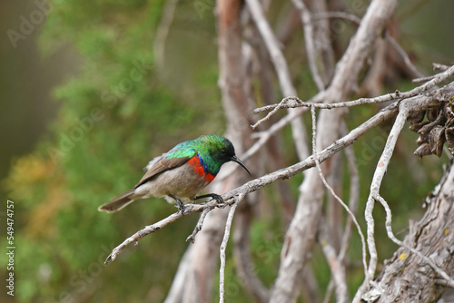 Southern Double-collared Sunbird (Cinnyris chalybeus)on the branch of a tree