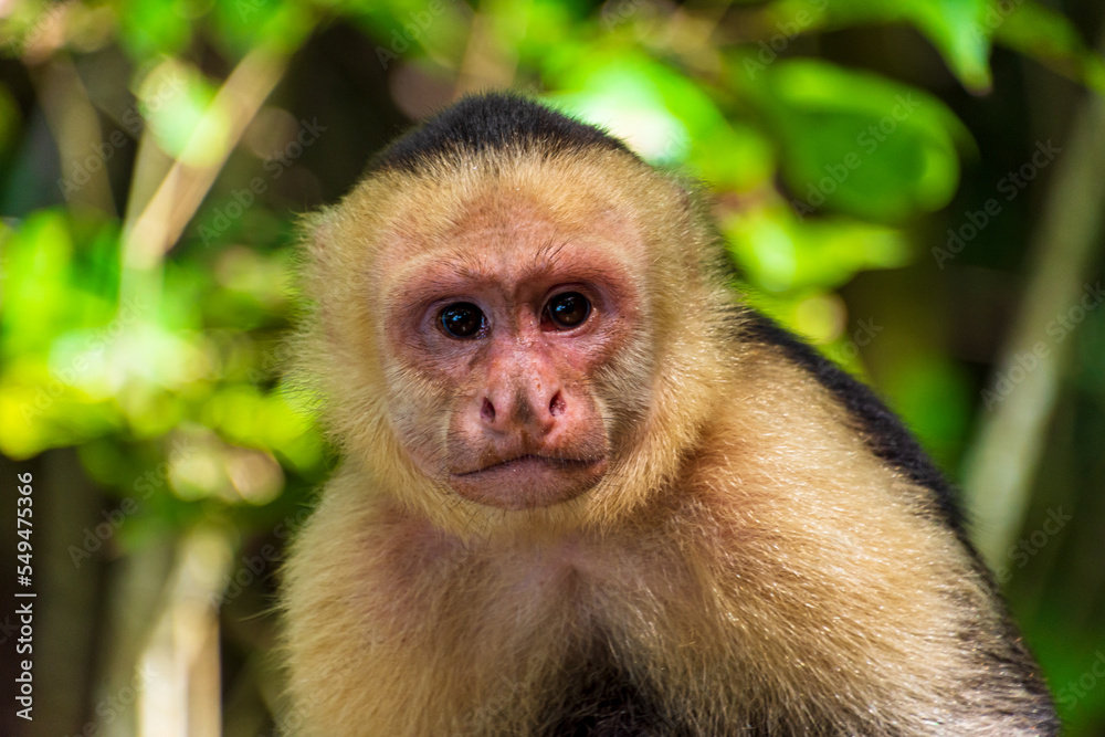 Capuchin monkey portrait in the Manuel Antonio national park in Costa Rica. Capuchin monkey portrait in the Manuel Antonio national park in Costa Rica.