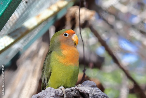 A lovebird perched on a branch