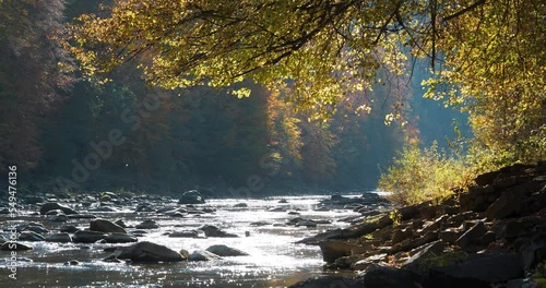 Beautiful mountain river with stones, yellow autumn tree leaning over the river, light wind, leaves fall from trees and bright sun reflects in water. The Prut river in Ukraine. Cinema 4K 60fps video photo