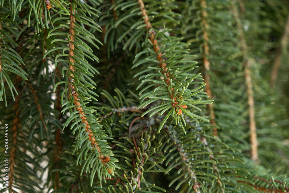 European spruce evergreen tree green foliage European spruce evergreen tree green foliage