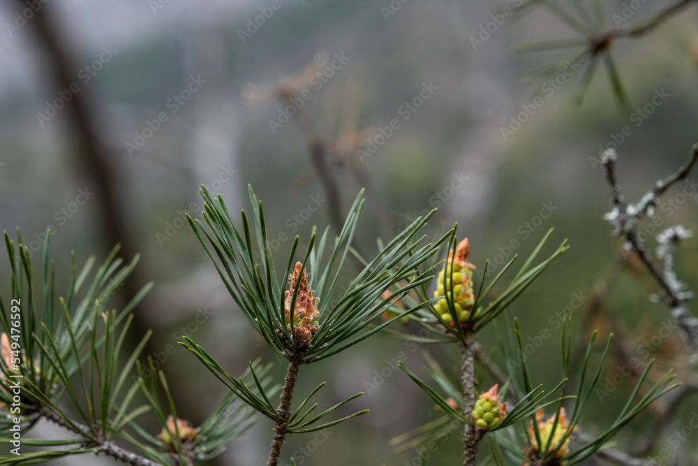 Pinus sylvestris young seed cones