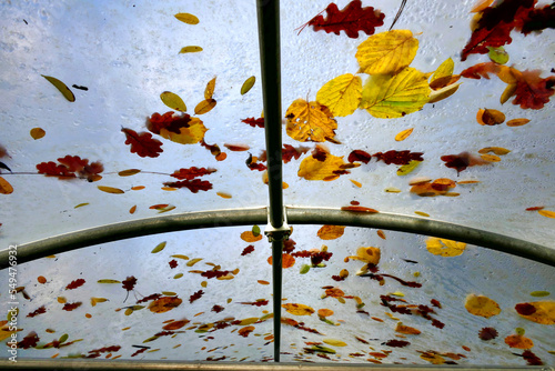 A colourful display of autumn leaves on a polytunnel roof following rainfall
 photo