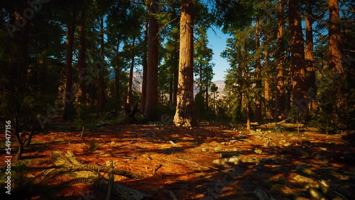 Sequoia redwood trees in the sequoia national park forest