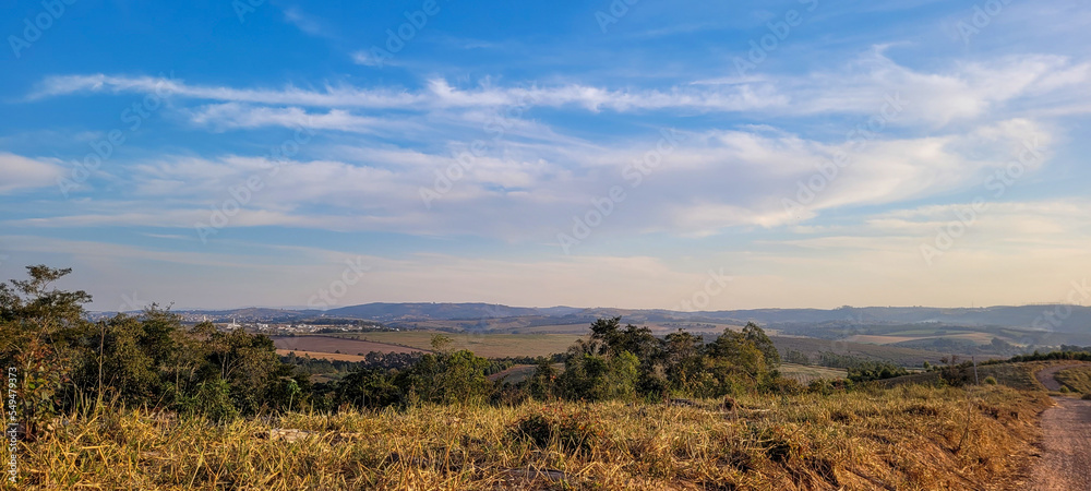 eucalyptus plantation farm in sunny day in brazil countryside on dirt road