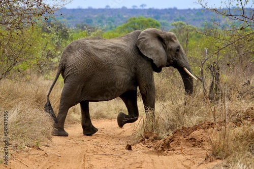  Elefant Kr  ger Nationalpark S  dafrika