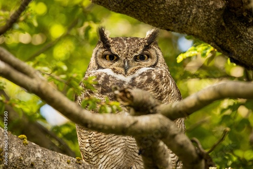 Closeup of a Lesser horned owl perched on a branch of a tree in Aysen, Chile photo