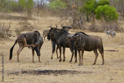 blue wildebeest desert country