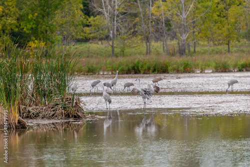A Flock Of Sandhill Cranes On The River During Fall Migration