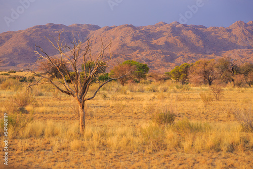 African savannah during a hot day. Solitaire  Namibia.