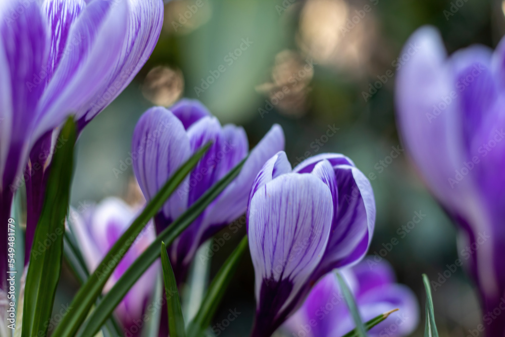 spring crocus flowers on the ground spring crocus flowers on the ground