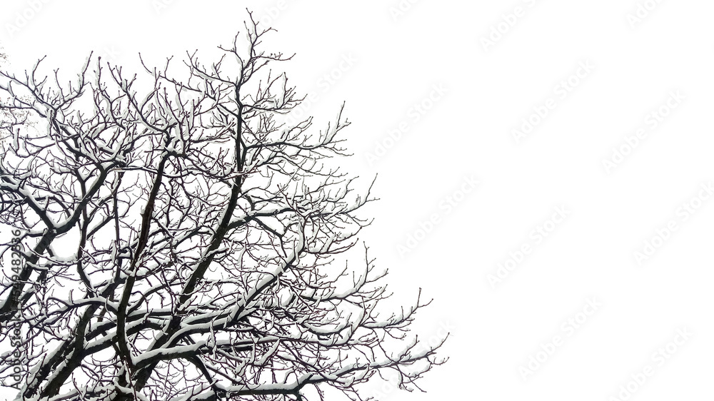tree branches in snow, winter weather