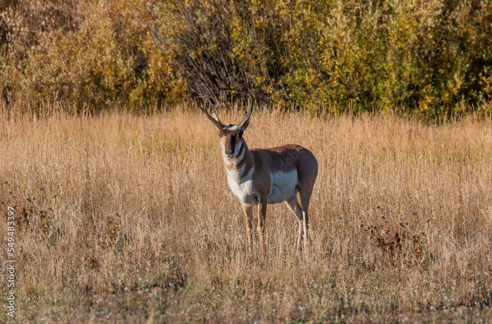 Pronghorn Antelope Buck in Wyoming in Autumn Pronghorn Antelope Buck in Wyoming in Autumn