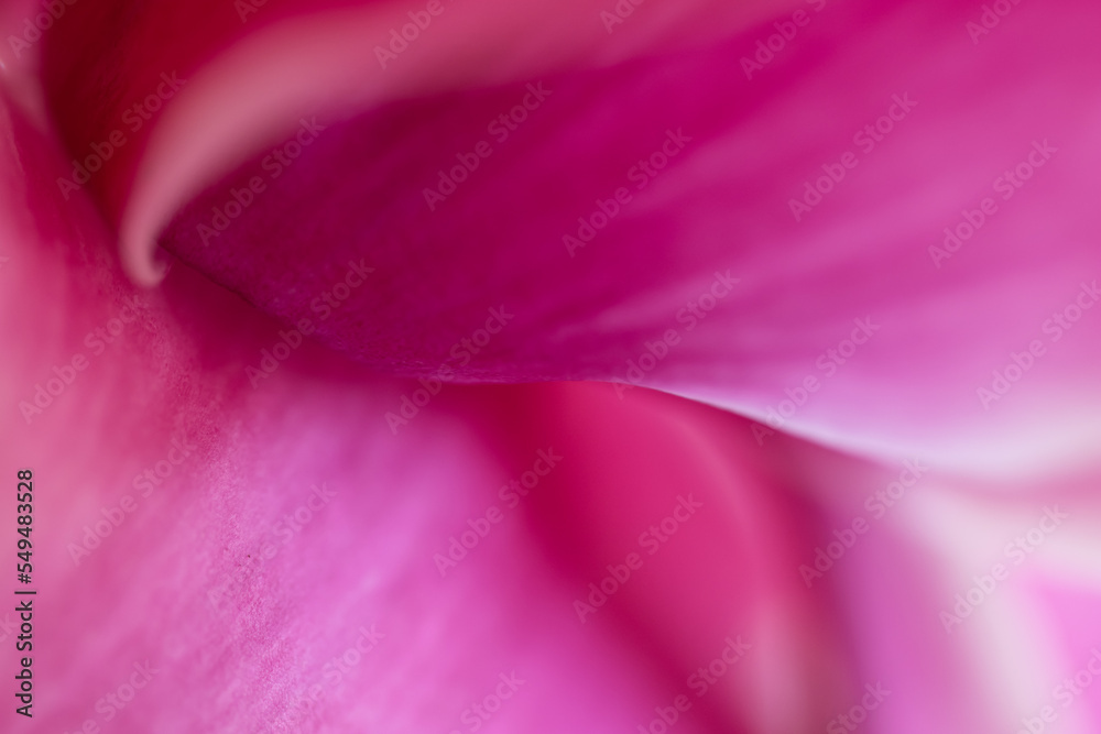 Abstract pink background with bright colors and smooth soft effect. Colorful backdrop for wallpaper and presentation. Abstract pink background with bright colors and smooth soft effect. Colorful backdrop for wallpaper and presentation.