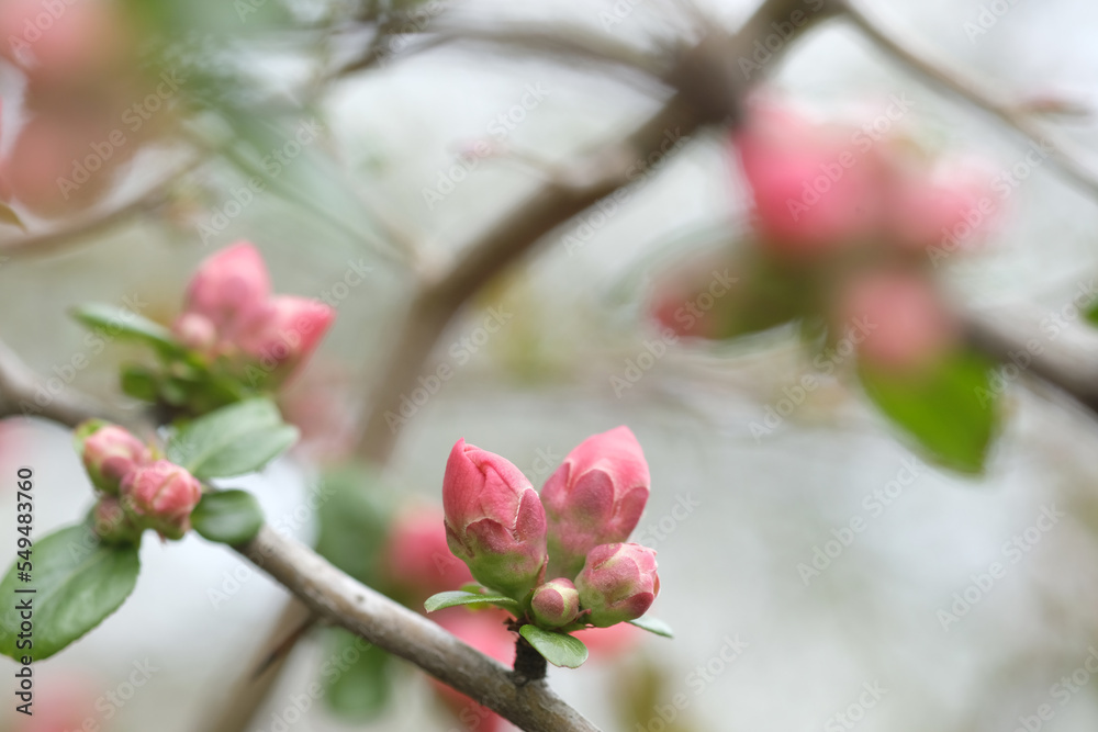 Buds of pink apple blossom on branches. Buds of pink apple blossom on branches.