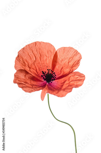 One red poppy isolated on a white background