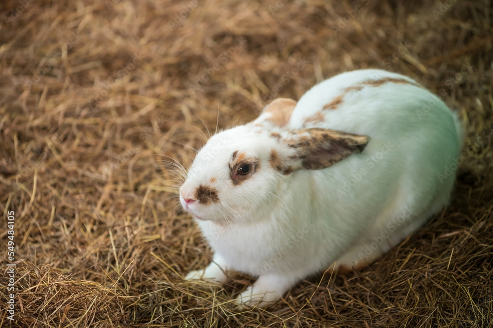 Adorable white rabbit on dry grass with copy space for text Adorable white rabbit on dry grass with copy space for text