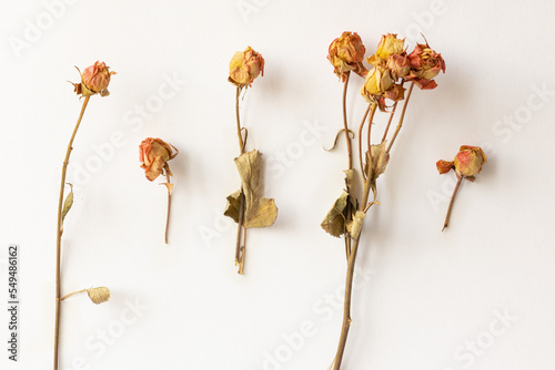 Wallpaper Mural Dried white roses and petal on white background. Top View of Beautiful petal. Studio Shot with Real Shadow Torontodigital.ca