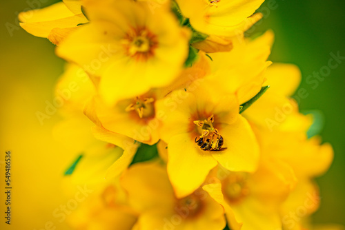 A bee collecting pollen in yellow flowers on a green grass background. Yellow loosestrife in bloom