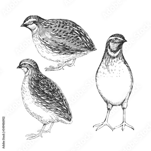 Vector hand-drawn set of illustrations of quails isolated on a white background. A sketch of a wild bird in the style of an engraving.